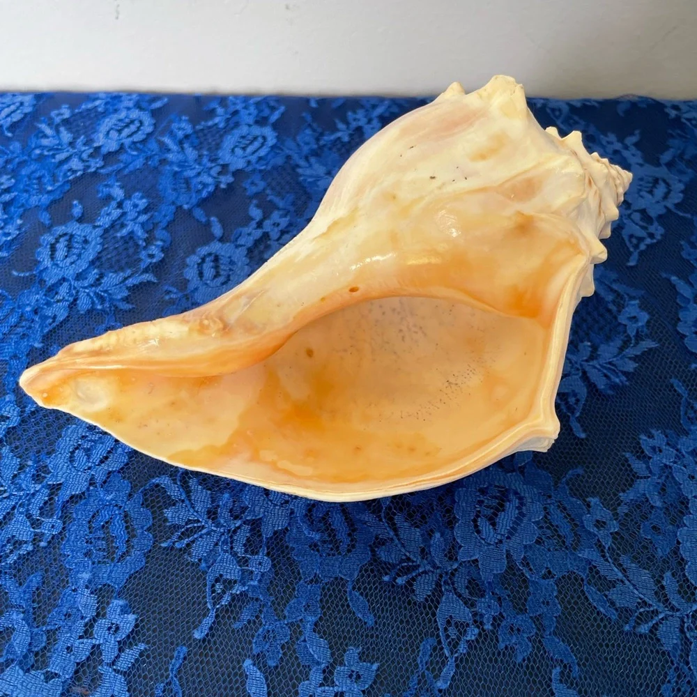 Conch Beach Shell - Picture 4 of 10